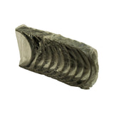 Close angled view of bearing set from the open end of the wrap, showing inner bore surface of the lead shells — plain silver-grey appearance consistent with tri-metal Duraglide construction. No scoring or damage visible.