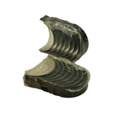 Alternate angle of both stacks showing inner bore profile and full curved half-shell geometry. Bearing condition appears unused with no scoring or wear marks on surfaces.